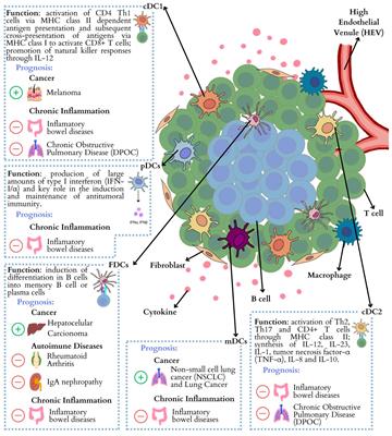 The role of dendritic cells in tertiary lymphoid structures: implications in cancer and autoimmune diseases